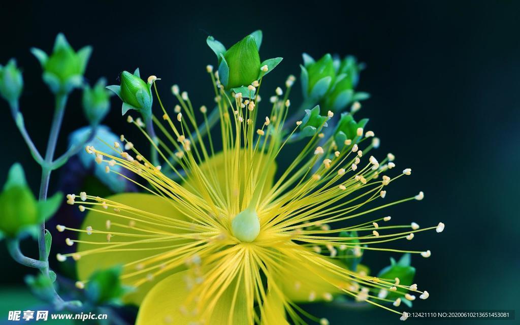 美麗的金絲桃  黃花