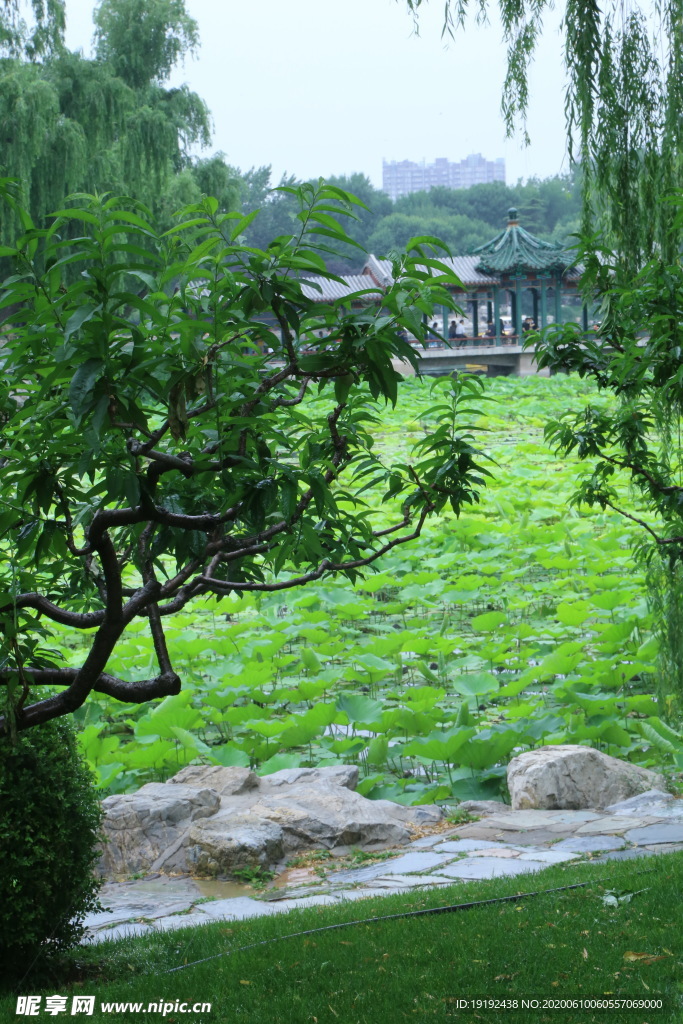 荷塘美景