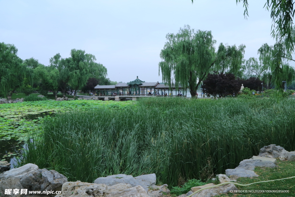 荷塘美景