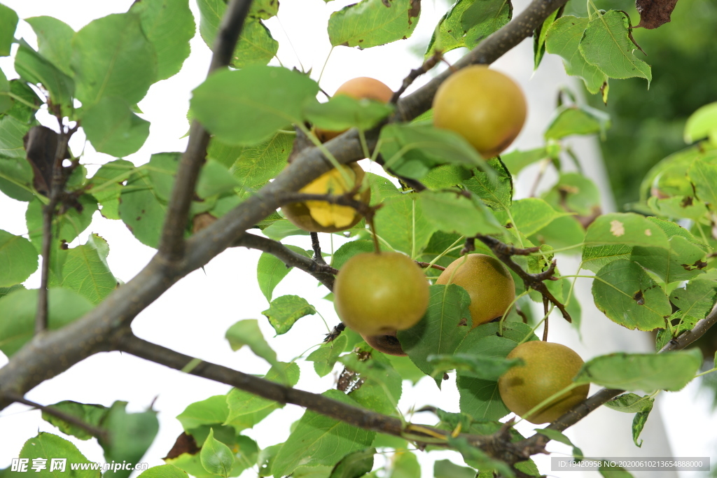果园里梨子树上的梨子