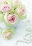 珍珠白玫瑰