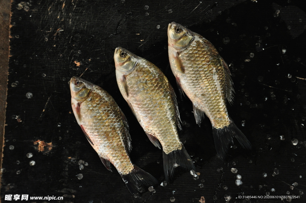 野生鯽魚