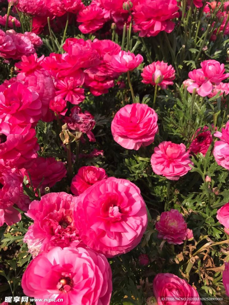 花朵攝影