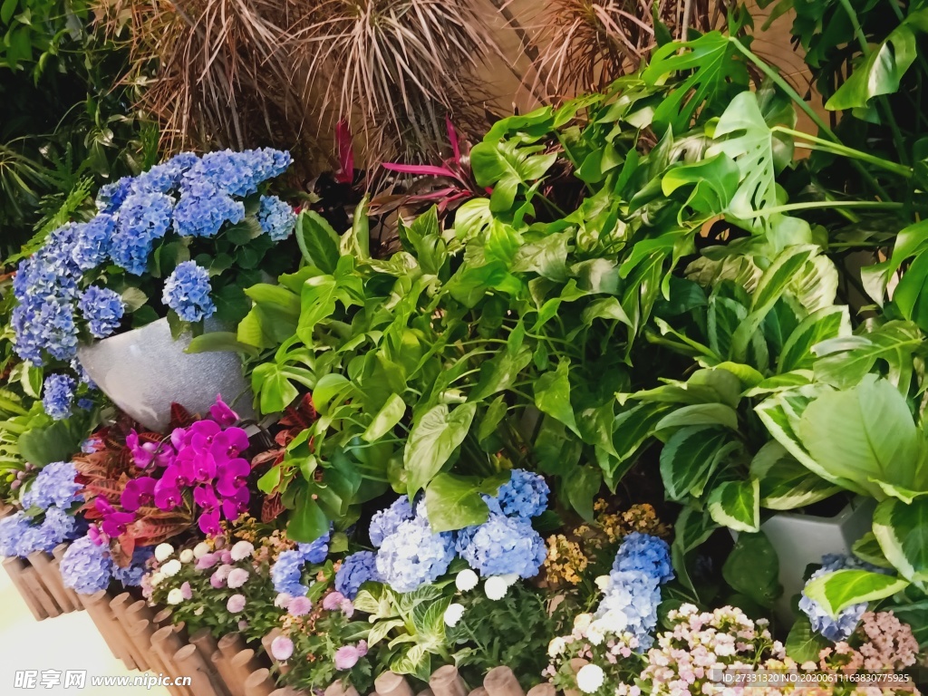 室內花卉