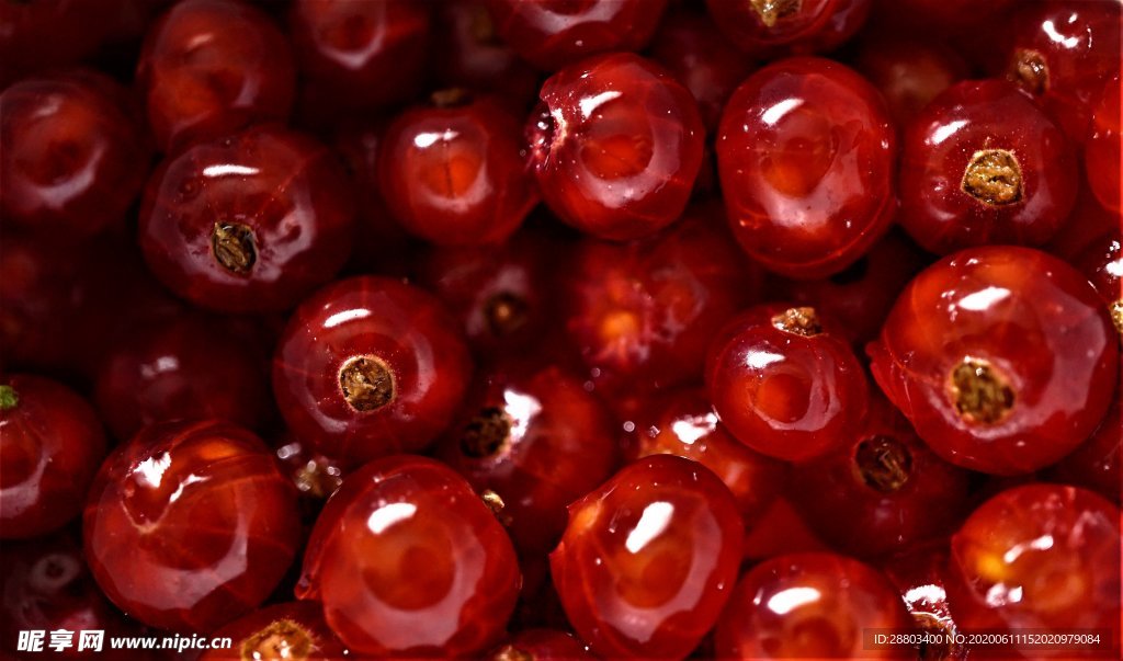 红色的浆果
