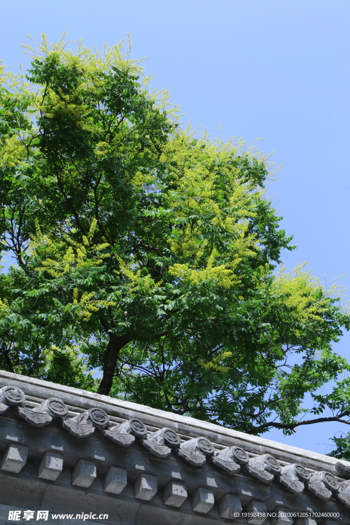 欒樹花