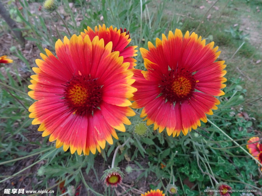 花