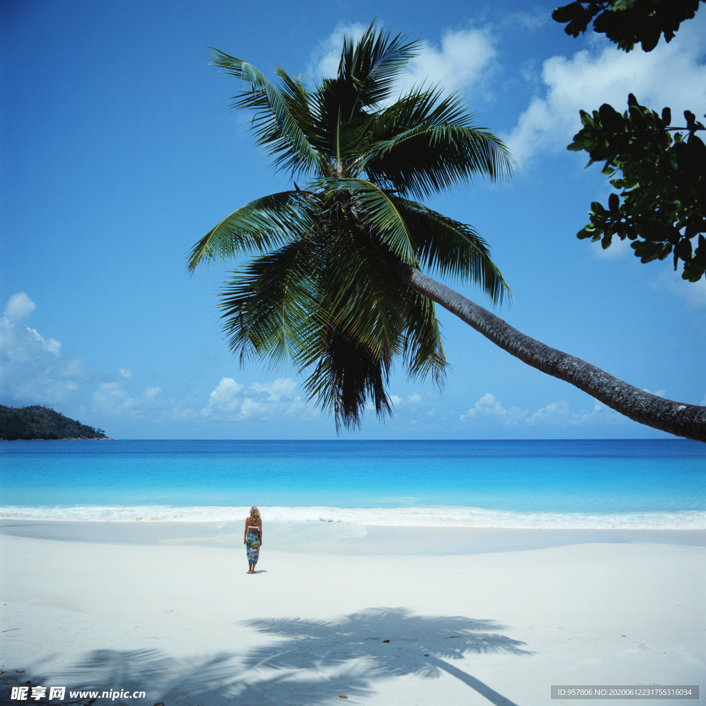 海天椰樹