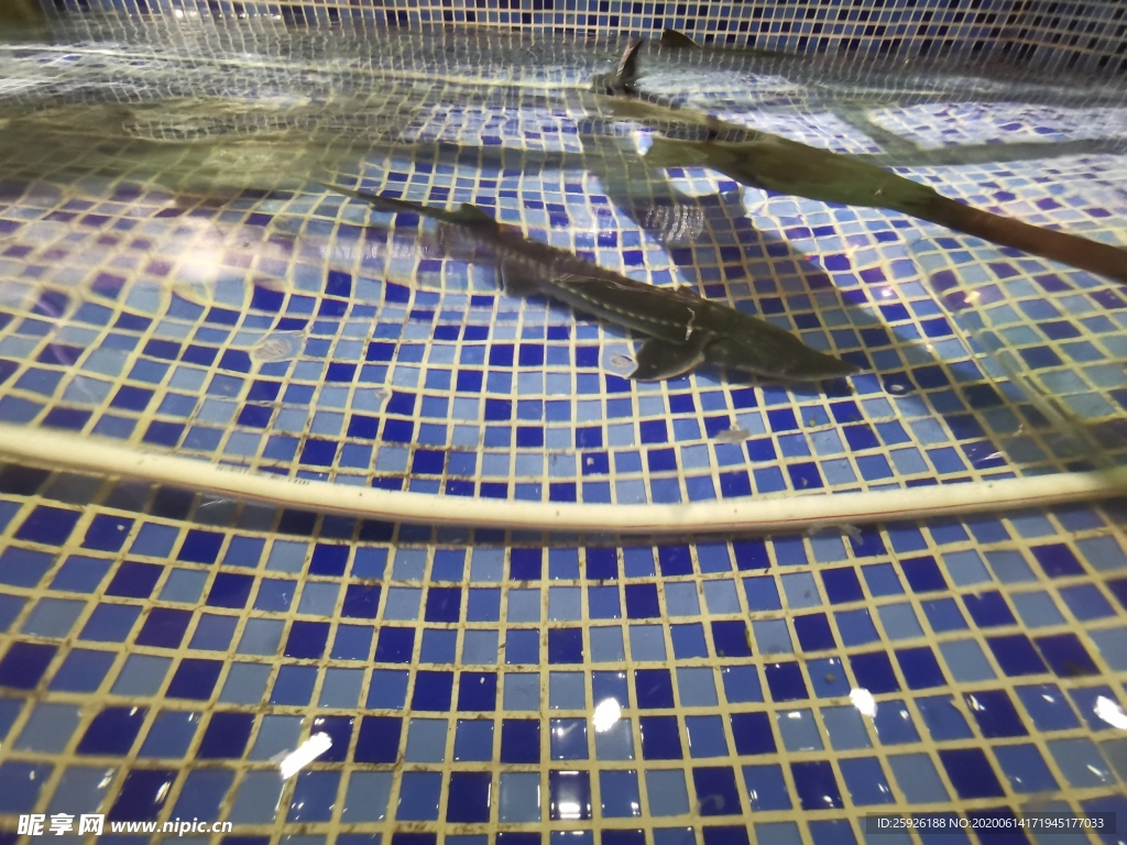 鴨嘴魚