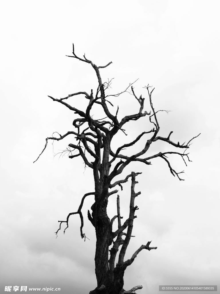 枯樹