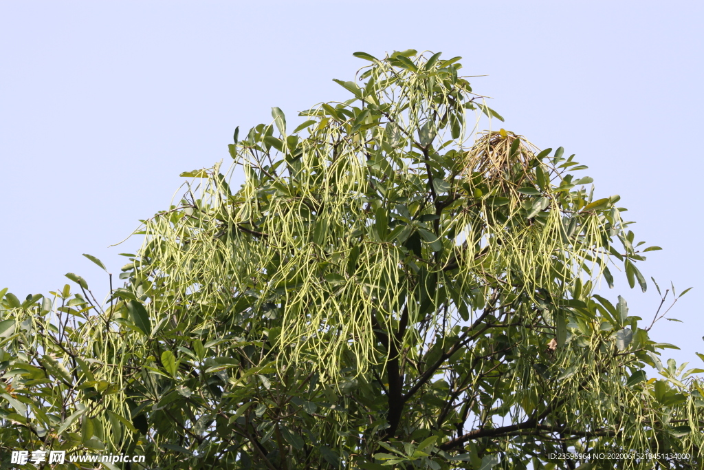 糖膠樹果實(shí)