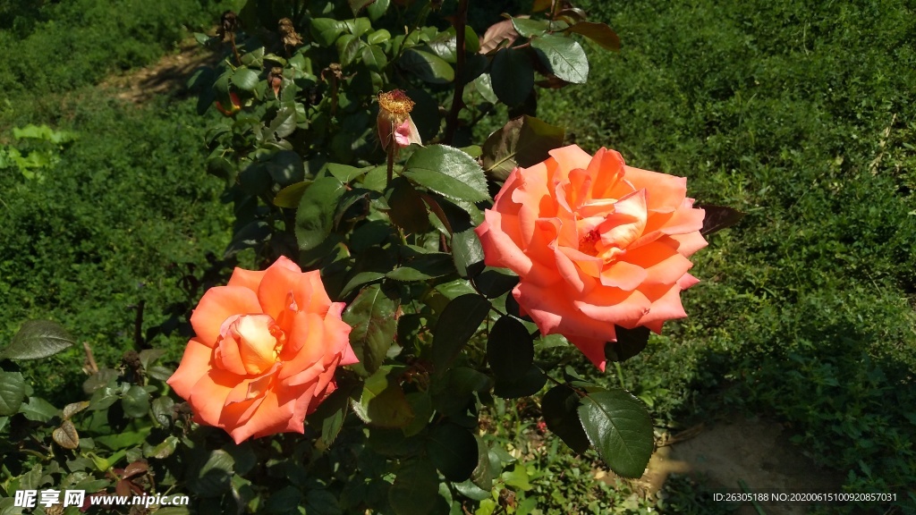 月季花