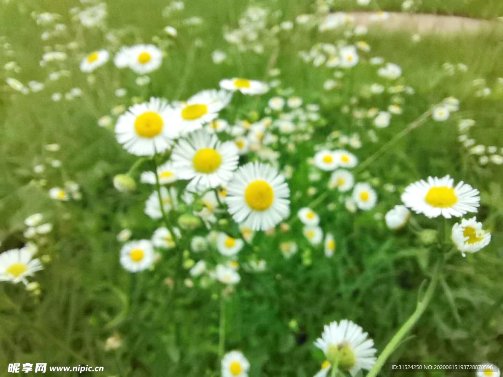 小雛菊