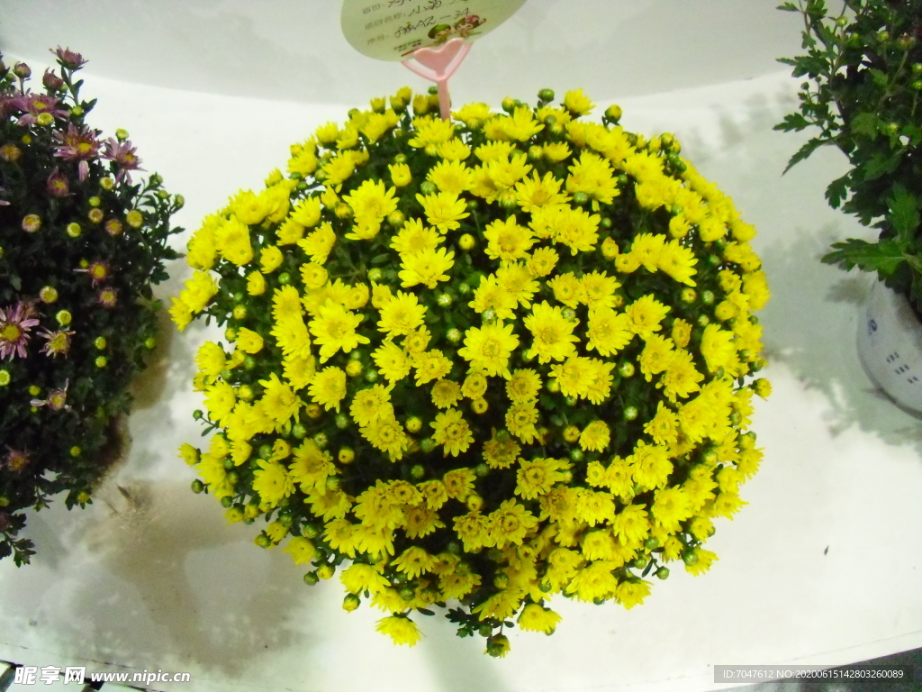 球形插花