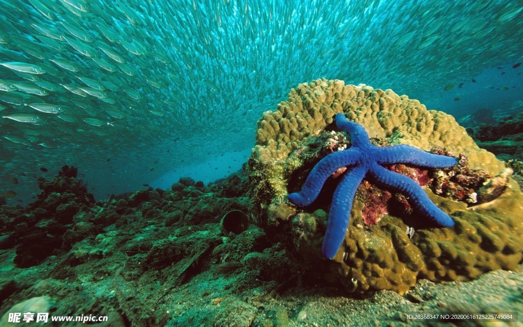 海底風(fēng)光