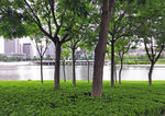 城市 绿化 公园
