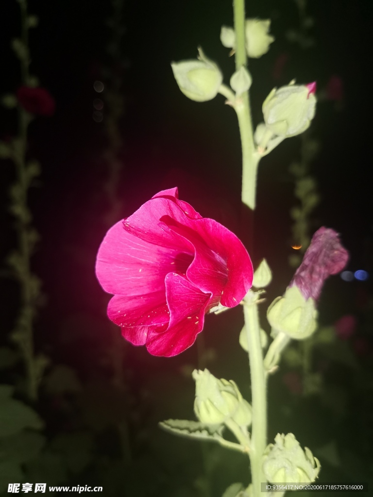 手巾花