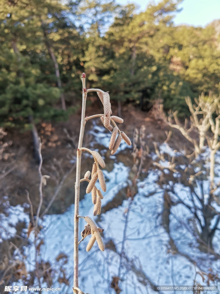 野山榛子花