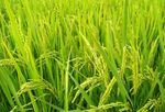 即将成熟的2020早籼稻