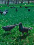 草坪上的鸽子