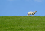 蓝天 草地 绵羊