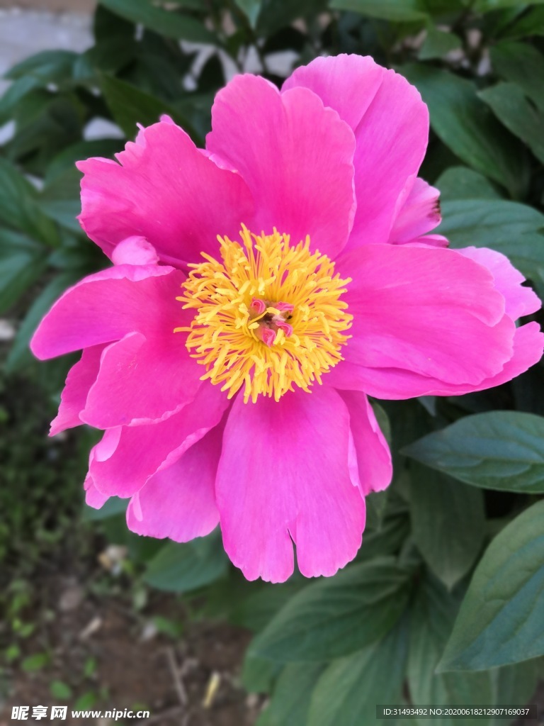 粉色的芍药花朵