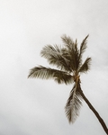 椰树摄影