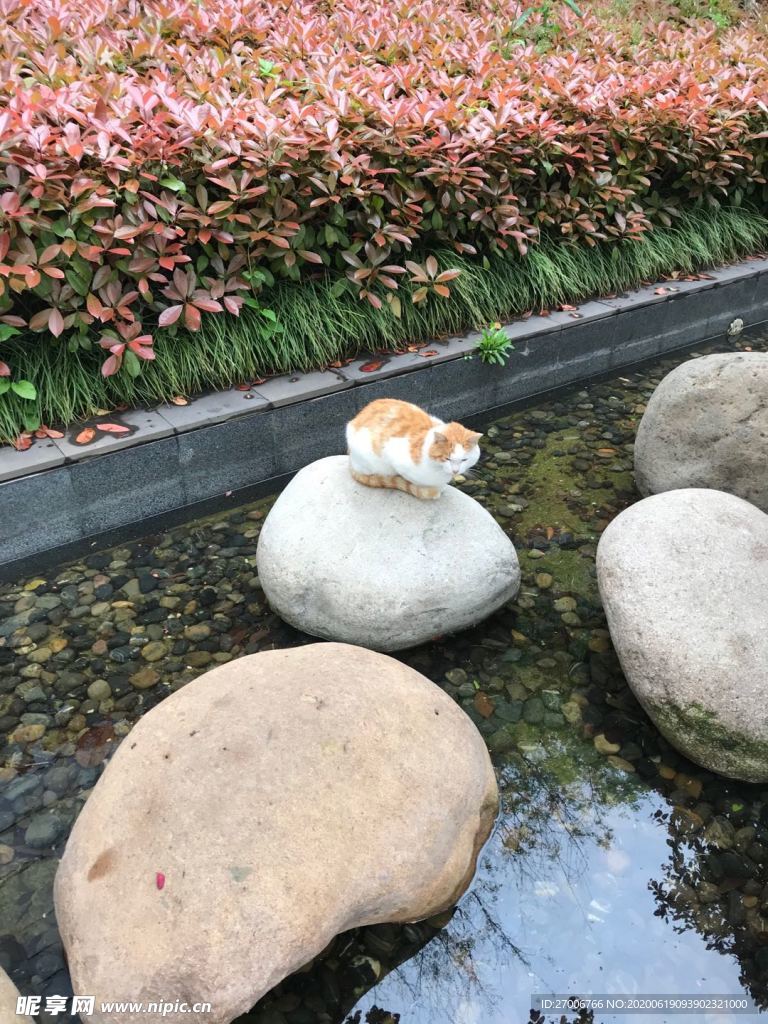 動物攝影
