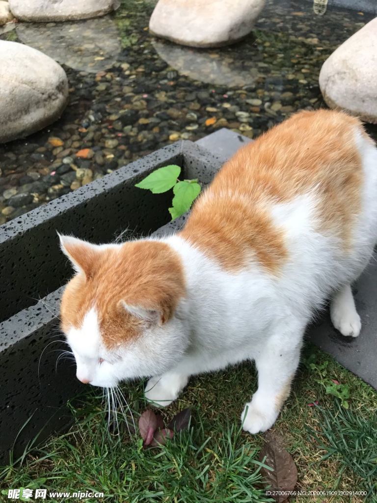 動物攝影