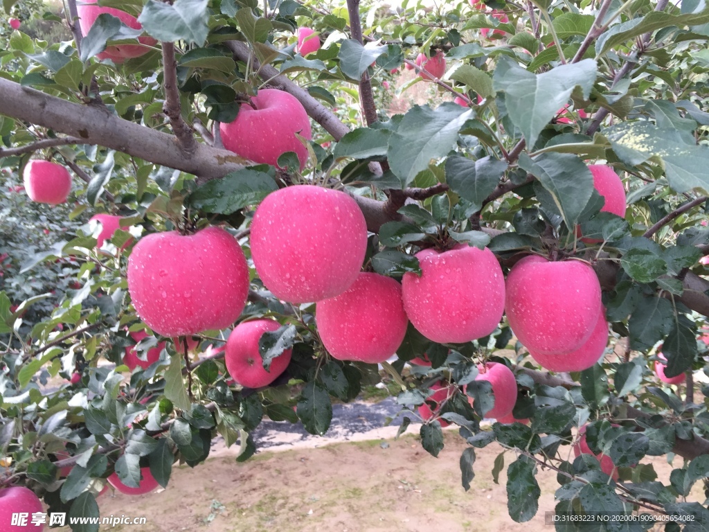 静宁苹果 果园 苹果树 红苹果