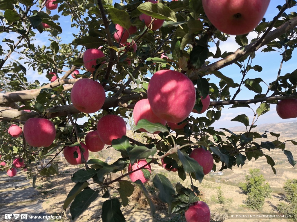 静宁苹果 果园 苹果树 红苹果