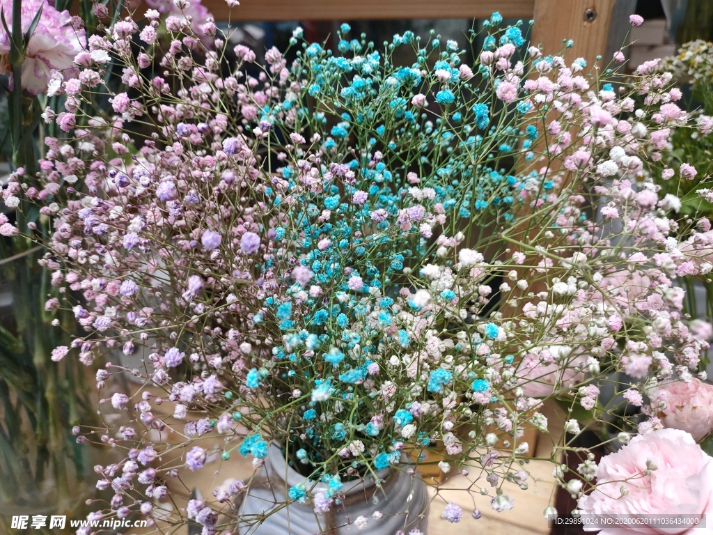 滿天星
