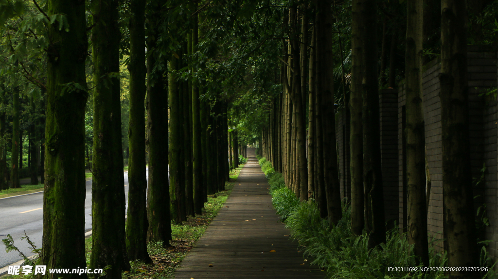 林蔭道
