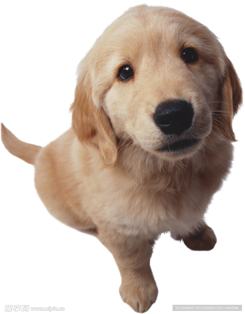 狗