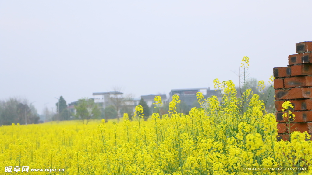 油菜花