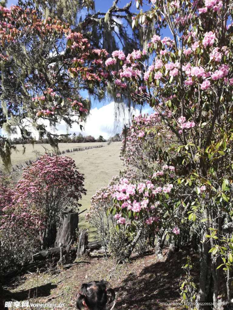 蘭坪青巖頭杜鵑花海