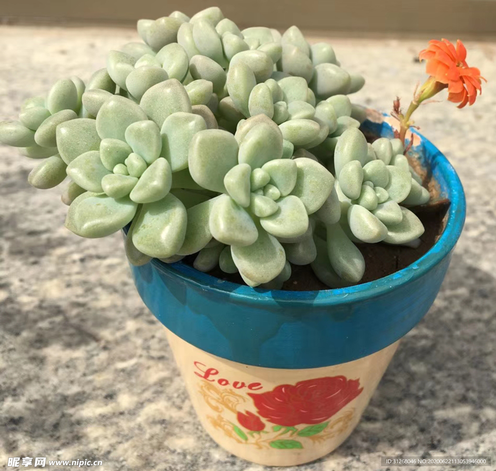 多肉植物