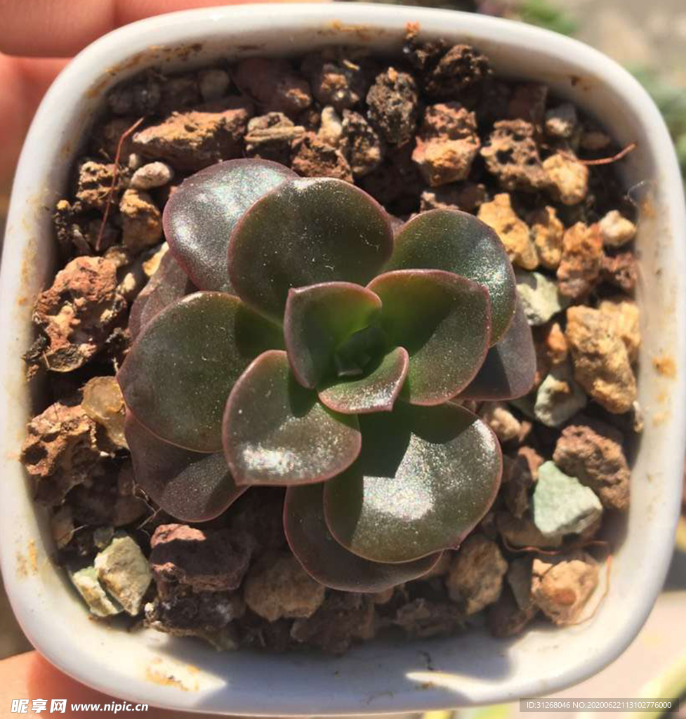 多肉植物