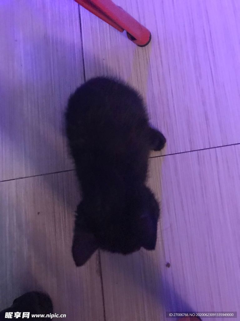 動物攝影