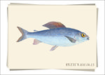 复古鱼类 海洋生物图鉴