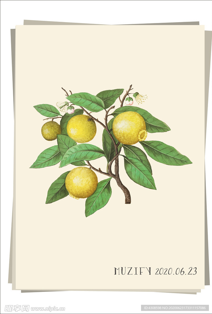 柠檬树 水果图鉴