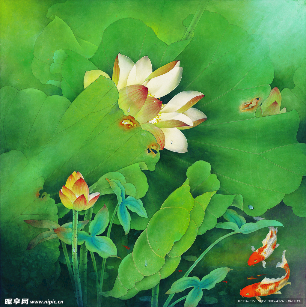 荷花鯉魚