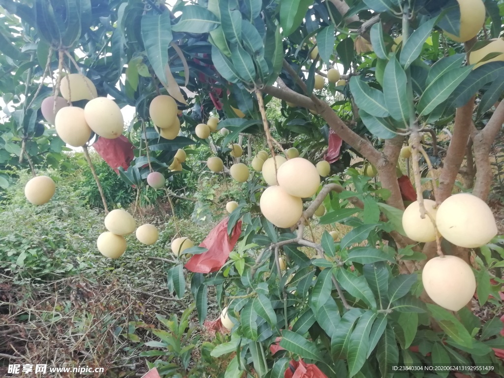 一樹芒果