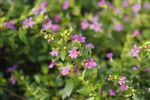 紫萼距花花朵