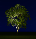 夜景树