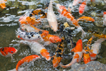 金鱼锦鲤水族观赏鱼图片