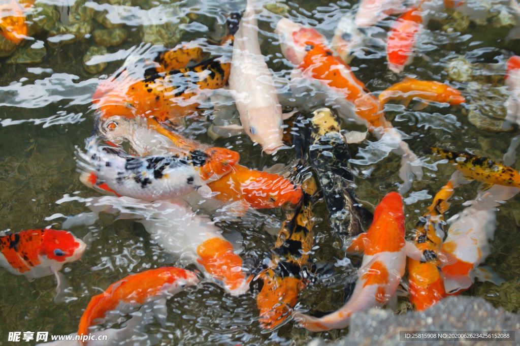 金鱼锦鲤水族观赏鱼图片