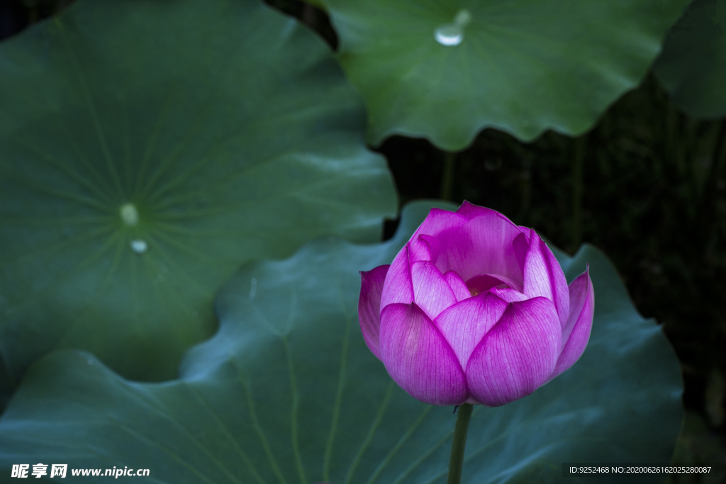水芙蓉