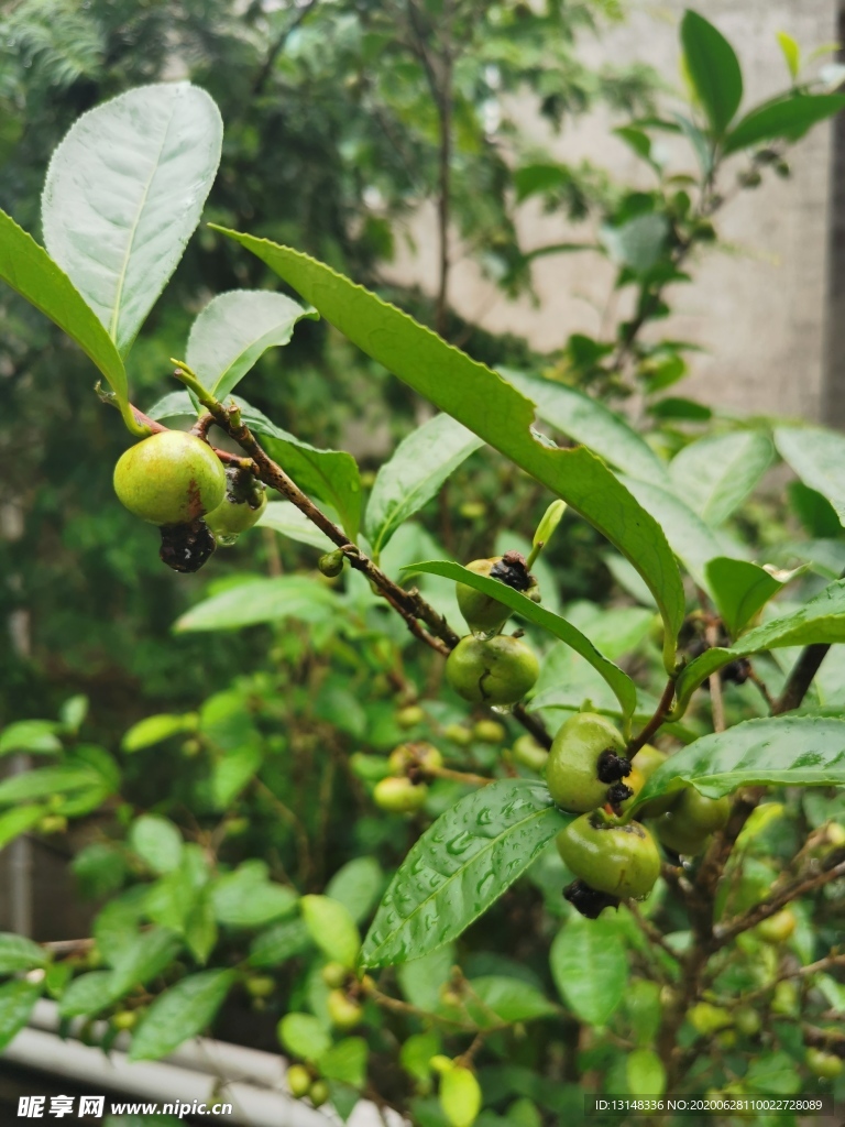 茶油果