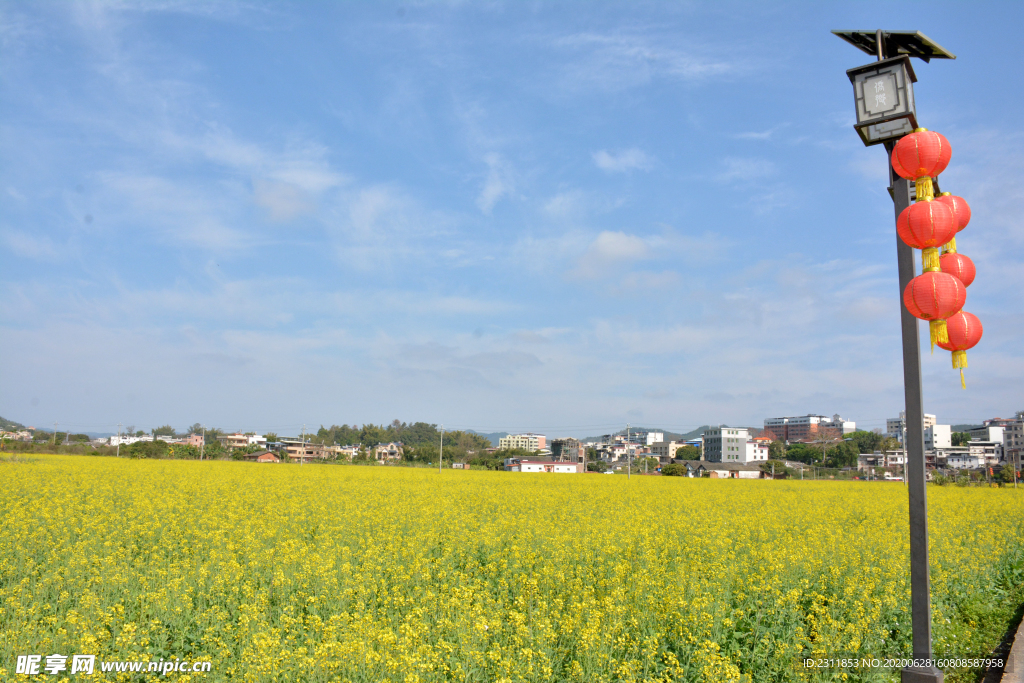 油菜花地